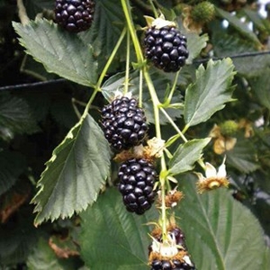 Blackberries Reuben 2 Plants 9cm Pot