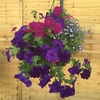 Blues Mixed Floral Pre-planted 1 Pre-Planted Hanging Basket