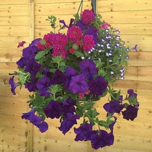 Blues Mixed Floral Pre-planted 1 Pre-Planted Hanging Basket