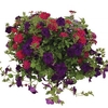Blues Mixed Floral Pre-planted 1 Pre-Planted Trough