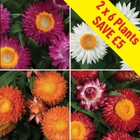 Bracteantha (Straw Daisy) 12 XLarge Plants