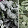 Brunnera Collection 6 Jumbo Round Plants