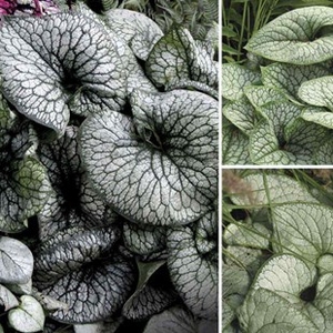 Brunnera Collection 6 Jumbo Round Plants