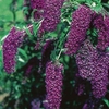 Buddleia Black Knight 1 Plant 3 litre