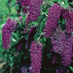 Buddleia Black Knight 1 Plant 3 litre