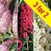 Buddleia Collection 3 Plants 3 Litre