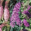 Buddleia Collection 3 Plants 9cm Pot