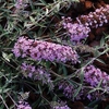 Buddleia Free Petite Lavender 2 Pre-Planted Containers