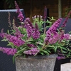 Buddleia Free Petite Tutti Fruitti 1 Plant 9cm Pot
