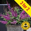 Buddleia Free Petite Tutti Fruitti 3 Plants 9cm Pot