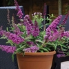 Buddleia Free Petite Tutti Frutti 2 Pre-Planted Containers