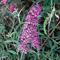 Buddleia Nanho Blue 1 Plant 9cm Pot