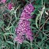 Buddleia Nanho Blue 3 Plants 3 Litre