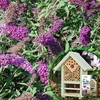 Buddleia Nanho Purple 3 Plants 3 Litre + Bee & Bug Biome