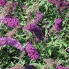 Buddleia Nanho Purple 3 Plants 3 Litre