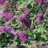 Buddleia Nanho Purple 3 Plants 9cm Pot