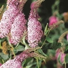 Buddleia Pink Delight 3 Plants 3 Litre