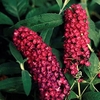 Buddleia Royal Red 1 Plant 9cm Pot