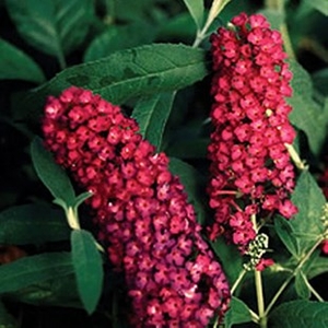 Buddleia Royal Red 1 Plant 9cm Pot