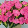 Busy Lizzie (Impatiens) New Guinea Strike Orchid 1 Plant 9cm Pot