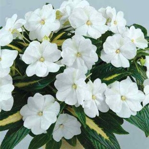 Busy Lizzie (Impatiens) New Guinea Strike White 1 Plant 9cm Pot