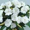 Busy Lizzie (Impatiens) New Guinea Strike White 3 Plants 9cm Pot