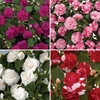 Busy Lizzie (Impatiens) Double 6 Large Plants