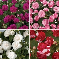 Busy Lizzie (Impatiens) Double 6 Large Plants