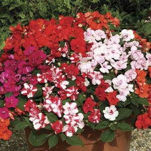 Busy Lizzie (Impatiens) Double Deluxe 70 Medium Plug Plants