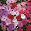 Busy Lizzie (Impatiens) Jigsaw 100 Plants + 60 FREE