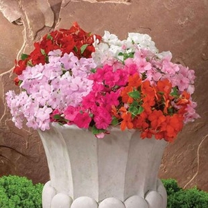 Busy Lizzie (Impatiens) Jigsaw 12 Mega Plants