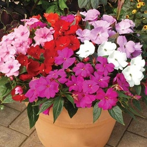 Busy Lizzie (Impatiens) New Guinea Divine 70 Medium Plug Plants