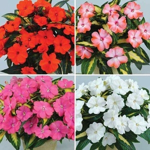 Busy Lizzie (Impatiens) New Guinea Strike 12 Large Plants