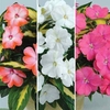 Busy Lizzie (Impatiens) New Guinea Strike Collection 3 Plants 9cm Pot