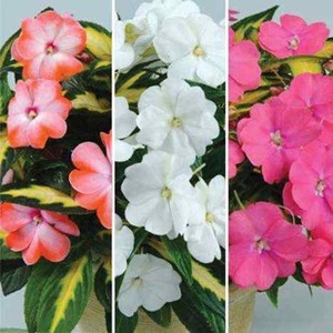 Busy Lizzie (Impatiens) New Guinea Strike Collection 3 Plants 9cm Pot