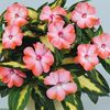 Busy Lizzie (Impatiens) New Guinea Strike Salmon 1 Plant 9cm Pot