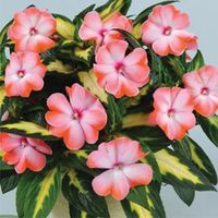 Busy Lizzie (Impatiens) New Guinea Strike Salmon 1 Plant 9cm Pot