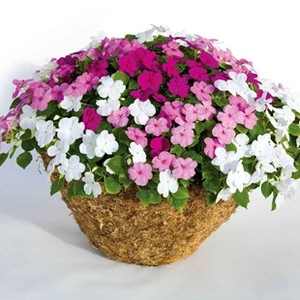 Busy Lizzie (Impatiens) New Symphony 70 Medium Plug Plants