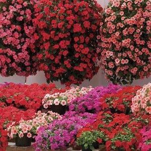 Busy Lizzie (Impatiens) Summer Waterfall 24 Large Plants