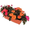 Busy Lizzie (Impatiens) Sun Harmony 1 Pre Planted Trough