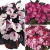Busy Lizzie New Guinea Star 6 Large Plants