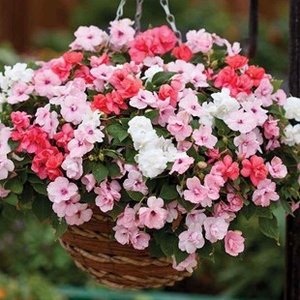 Busy Lizzie Pink Pastel 70 Medium Plug Plants