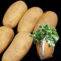 Charlotte Seed Potatoes (2kg) plus 4 patio planters