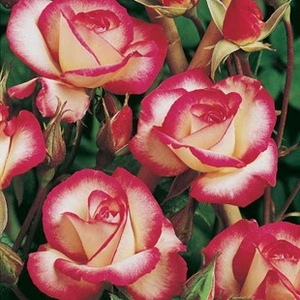 Climbing Rose Libretto 1 Bare Root Plant
