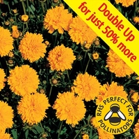 Coreopsis 24 Large Plants