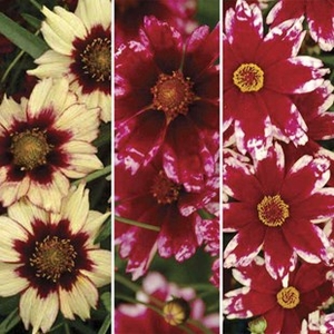 Coreopsis Collection 6 Large Plants