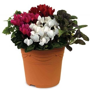 Cyclamen 2 Pre Planted Containers