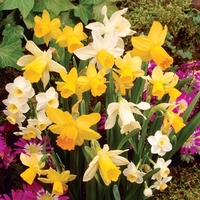 Daffodil Dwarf Collection 50 Bulbs