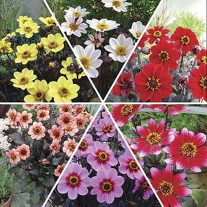 Dahlia Happy Collection 6 Plants 9cm Pot