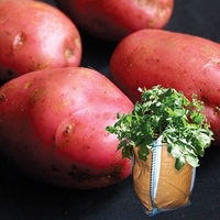Desiree Seed Potatoes (2kg) plus 4 patio planters